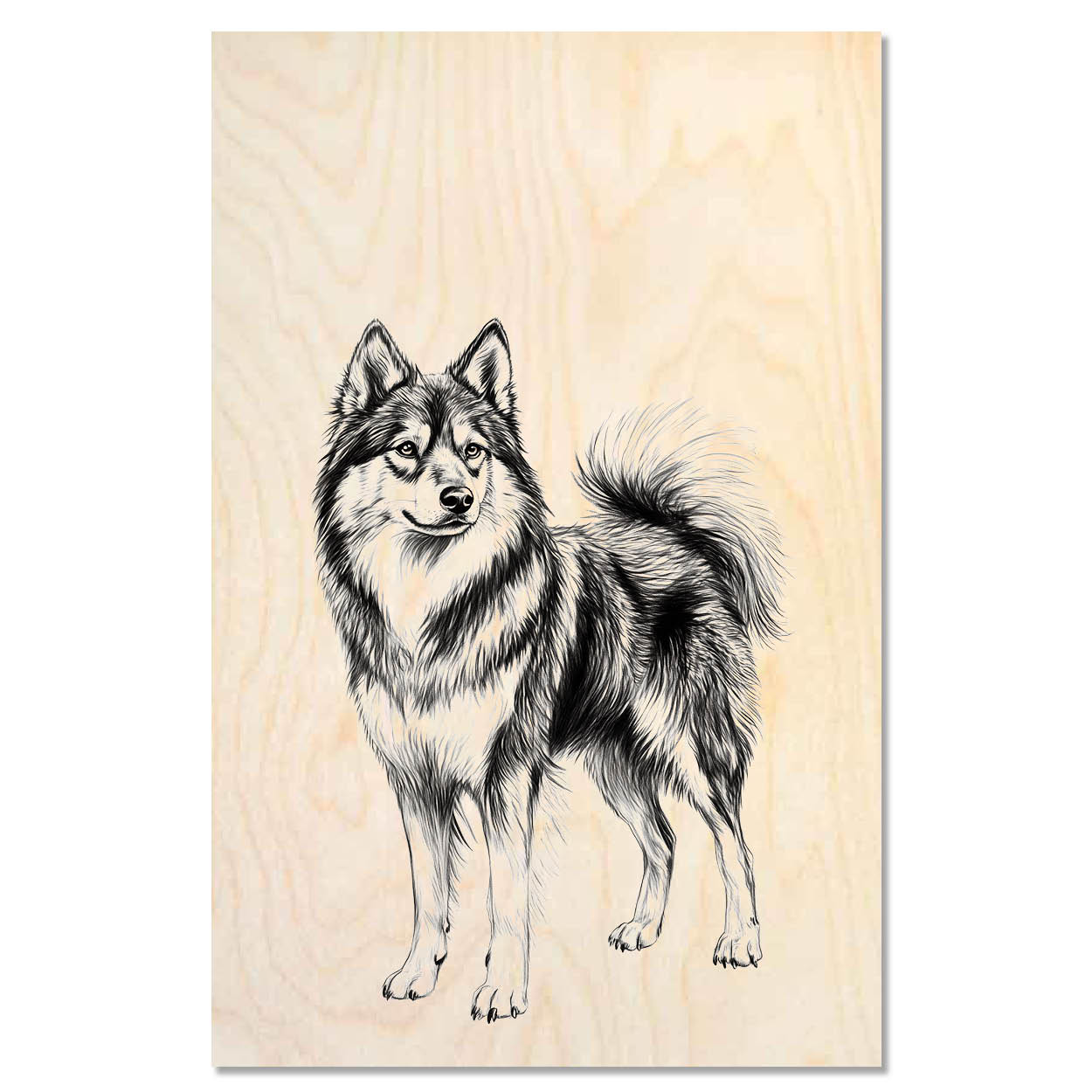 Jmthund standing proudly