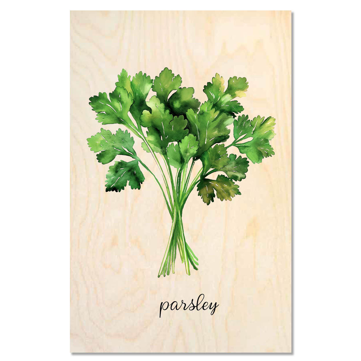 Parsley - Fresh kitchen herb