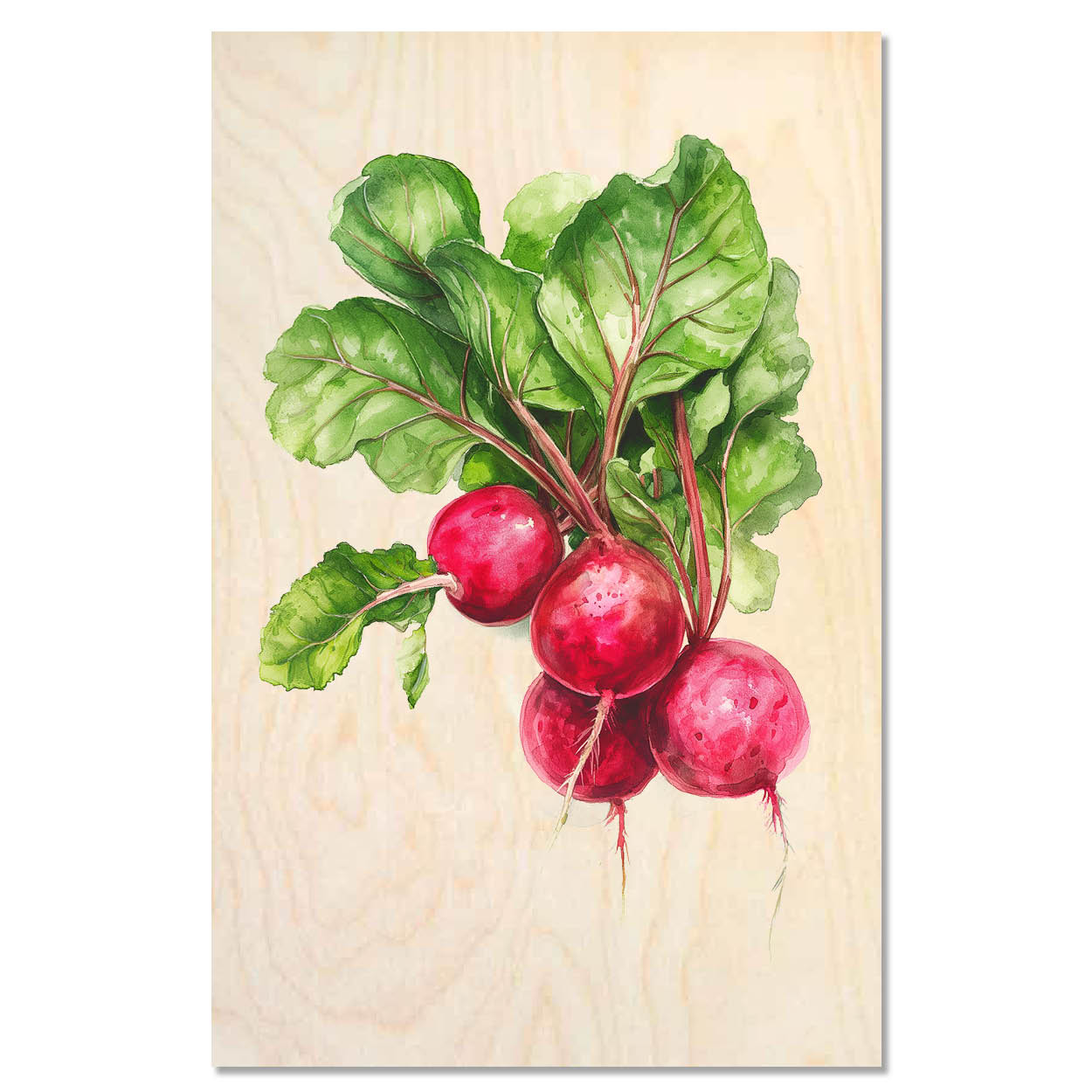 Radishes - Red radishes with leaves