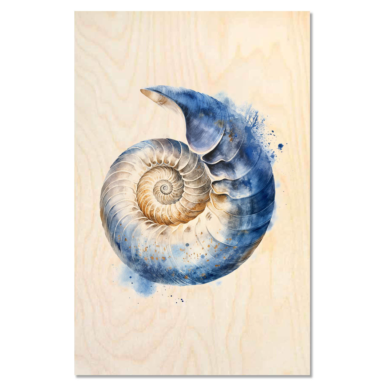 Nautilus shell – Ocean Geometry