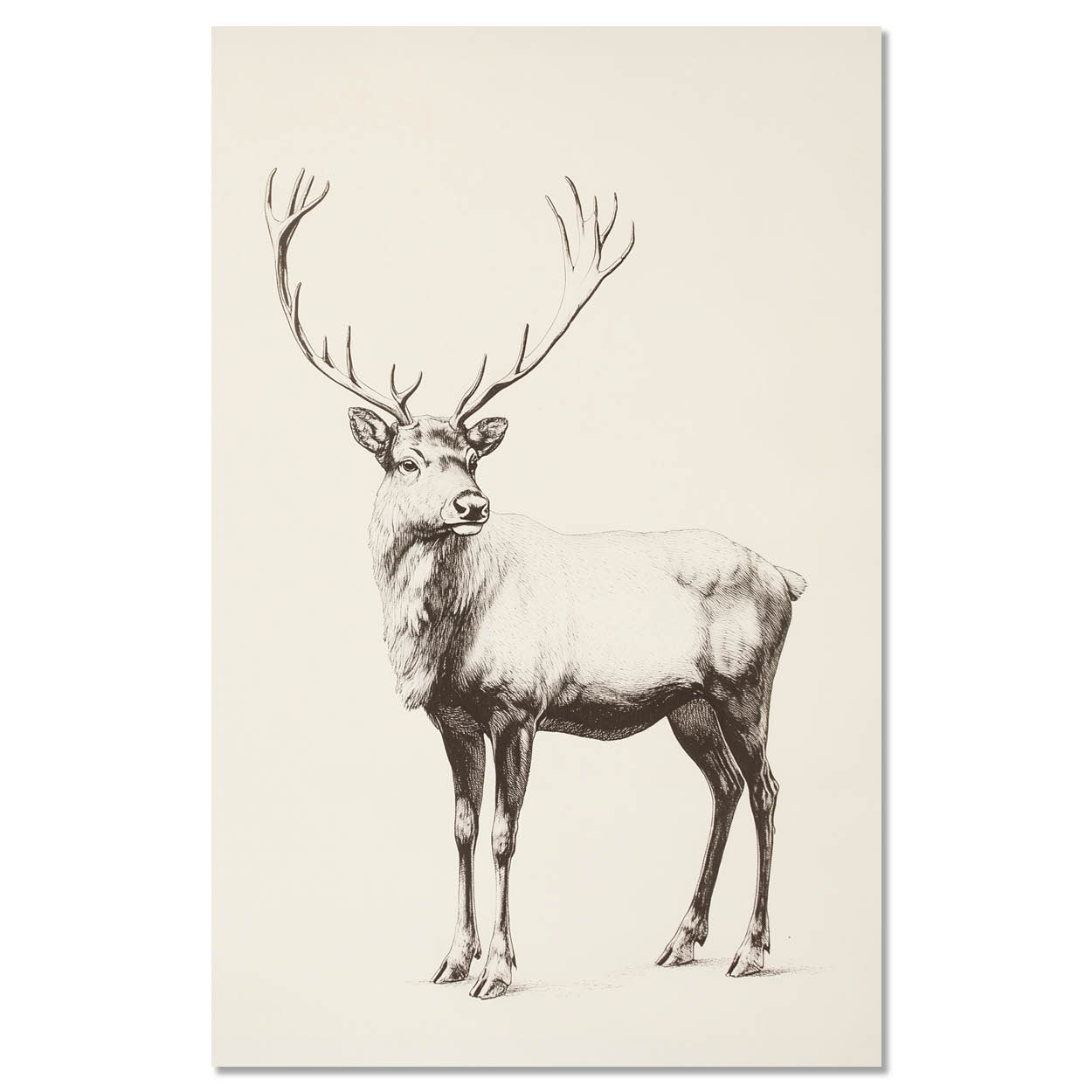 Vintage reindeer illustration